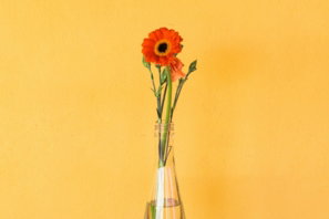 Orange flower in a clear bottle against yellow background.